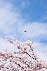 桜と飛行機
