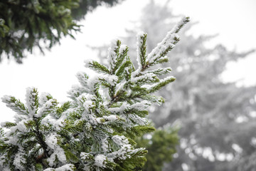 the spruce branches on the street freezing winter covered with frost or snow