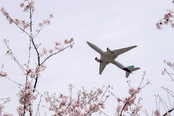 桜と飛行機