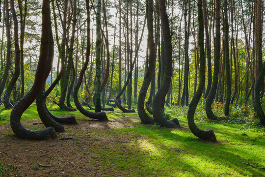 A weird curious forest in Poland.