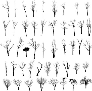 Dead Tree without Leaves Vector