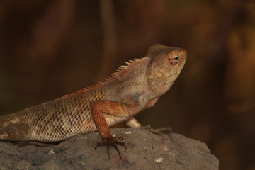 lizard