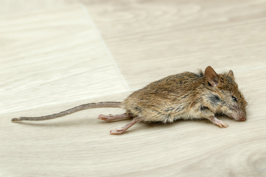 Closeup dead mouse on gray floor in an apartment house. Inside high-rise buildings. Fight with rodents in the apartment. Extermination.