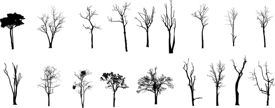 Dead Tree without Leaves Vector