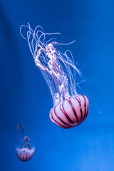 Obraz premium Pacific sea nettle Chrysaora melanaster jellyfish. Vibrant Pink against a deep blue background