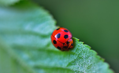 ladybug on leaf with nature background