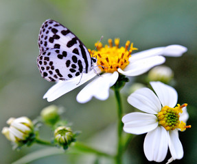 butterfly on flower with nature background
