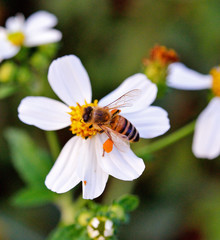 Obraz premium close-up honey bee on white flower