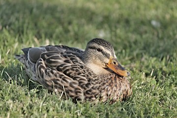 Stockente weiblich auf Wiese