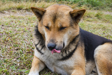 Brown dog resting with tongue out.
