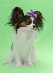 Beautiful young continental spaniel papillon in a hat with feather on a green background