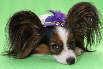 Beautiful young continental spaniel papillon in a hat with feather on a green background