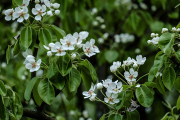 Branches of a blossoming apple tree on garden background
