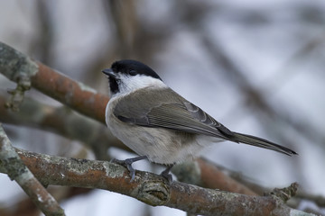 Obraz premium Marsh tit (Poecile palustris)