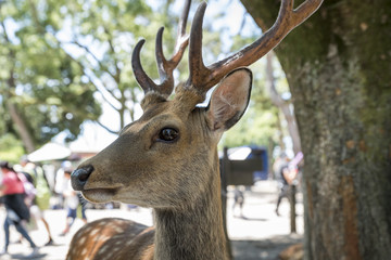 Portrait of a deer, Nara,Japan