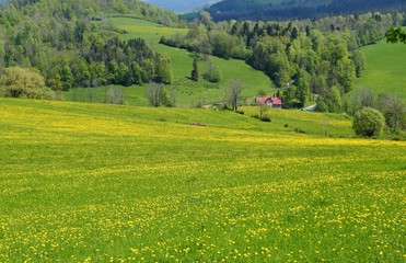 Meadow in spring.