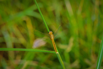 Macro of dragonfly on the grass leave. Dragonfly in the nature