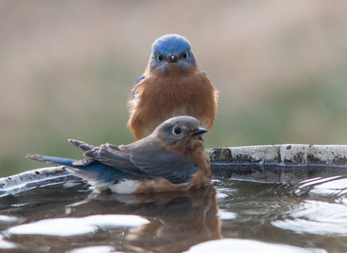 Male And Female Blue Birds On A Bird Bath