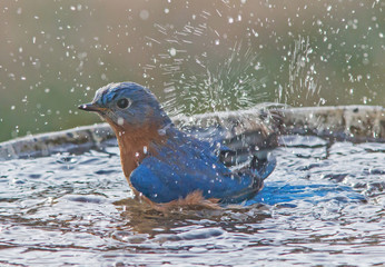 Male Eastern Blue Bird Splashing in Bird Bath