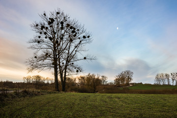 Landscape with tree and meadow near Wegorzewo, Masuria, Poland