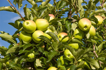 Äpfel Sorte Golden Delicious