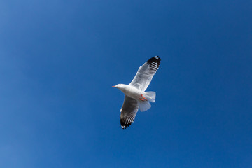 Slender-billed Gull flying
