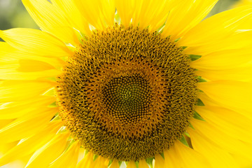 Obraz premium Sunflower view in blooming on a meadow in the light of the setting sun. Beautiful sunflower flower on farm field in summer day.