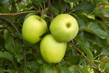 Äpfel Sorte Golden Delicious