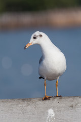Fototapeta na wymiar Slender-billed Gull Standing
