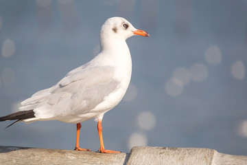 Slender-billed Gull Standing