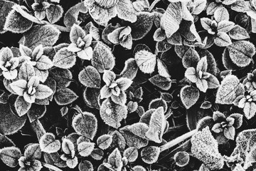 leaves of plants covered with frost the view from the top, a black and white photo