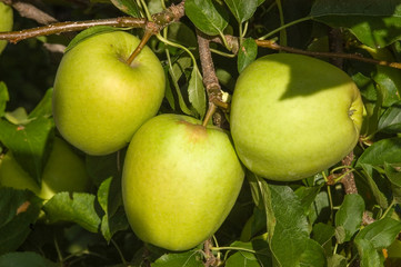 Äpfel Sorte Golden Delicious