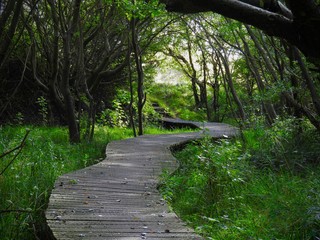 Forest Boardwalk