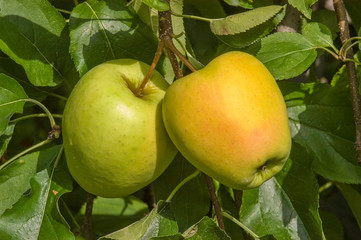 Äpfel Sorte Golden Delicious