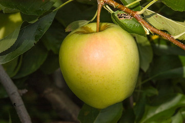 Äpfel Sorte Golden Delicious