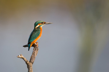 Un martin-pêcheur sur son perchoir