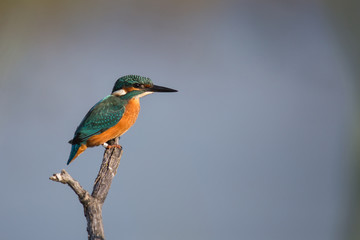 Un martin-pêcheur sur son perchoir