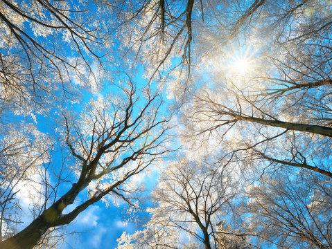 Wald im Winter mit verschneiten Baumkronen und der Sonne am blauen Himmel