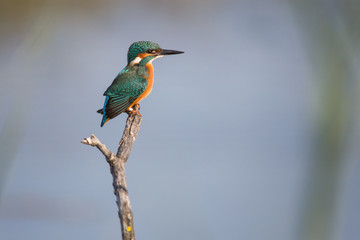 Un martin-pêcheur sur son perchoir