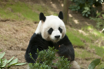 Sleeping giant panda. Giant panda bear in Hong Kong, Ocean Park, main attraction.