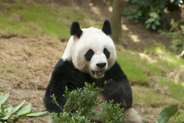 Naklejka premium Sleeping giant panda. Giant panda bear in Hong Kong, Ocean Park, main attraction.