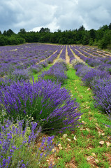Naklejka na ściany i meble Lavender field, France