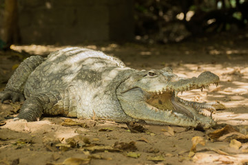 A crocodile basks in the heat of Gambia, West Africa