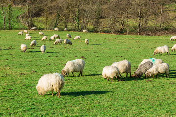 Typical Basque landscape between mountains and animals