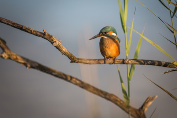 Fototapeta premium Un martin-pêcheur sur son perchoir