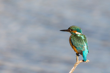 Un martin-pêcheur sur son perchoir