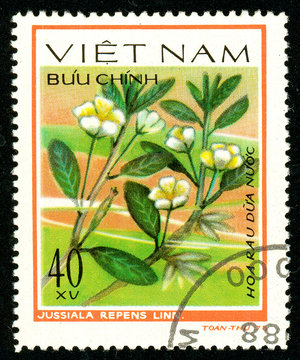 Ukraine - circa 2018: A postage stamp printed in Vietnam shows drawing flower Jussiaea repens. Series: Aquatic flowers. Circa 1978.