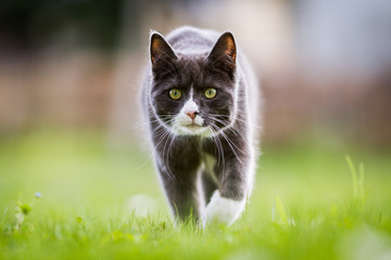 Chat en chasse