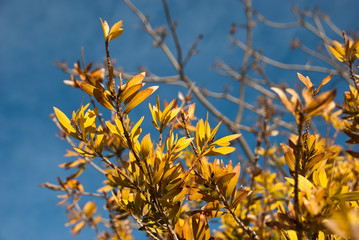 Autumn leaves with the blue sky background. Colorful card with fall tree branches.