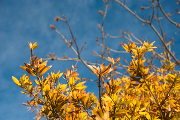  Golden autumn leaves with the blue sky background. Colorful card with fall tree branches.